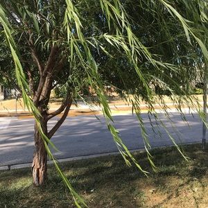 Meet your Posher, Monica